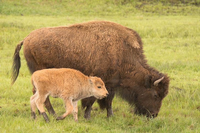 Wild Vs. Commercial Herds