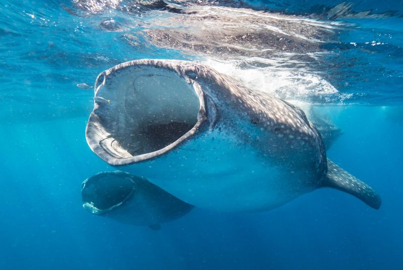 Enforcement In Marine Reserves Can Be Weak