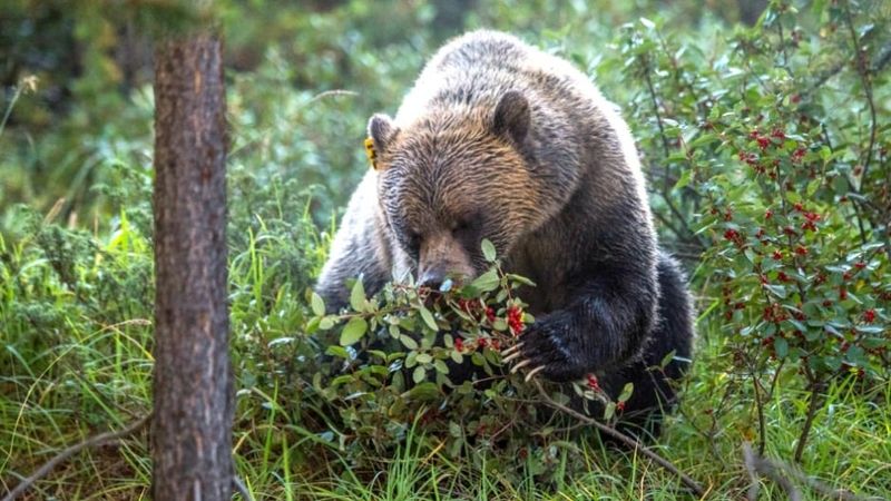 What Else Do Bears Eat Besides Honey?