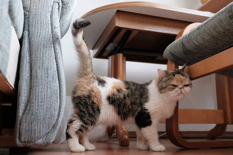Territorial Marking With Urine