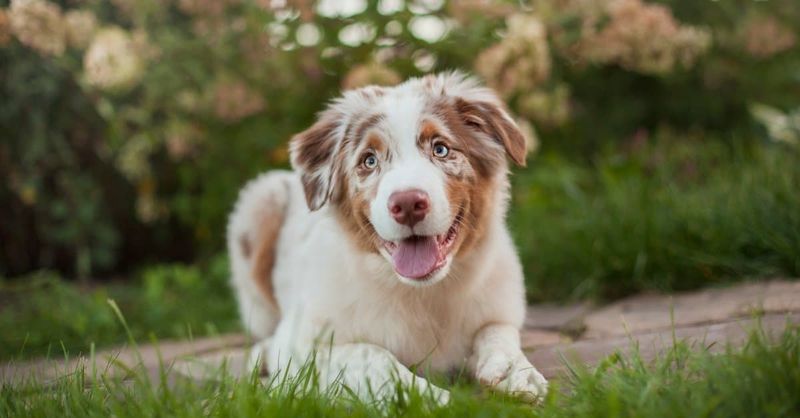 Affectionate Australian Shepherds