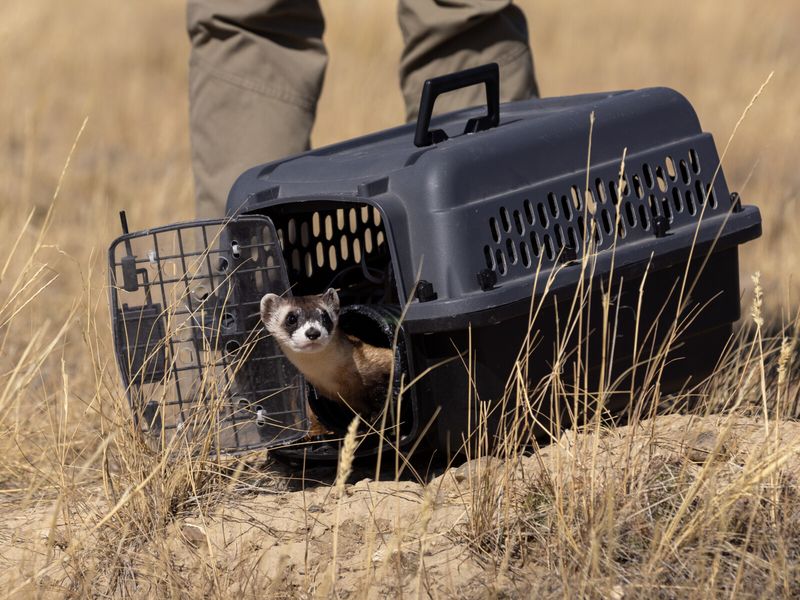 The Role Of Genetic Diversity In Rebuilding The Ferret Population