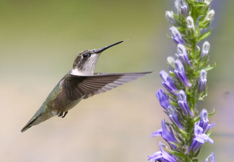 In Areas With Frequent Pesticide Use