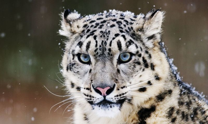 Snow Leopard