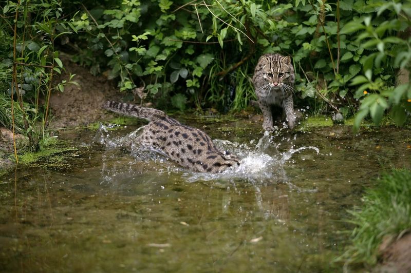 Fishing Cat's Wetland Neighborhoods