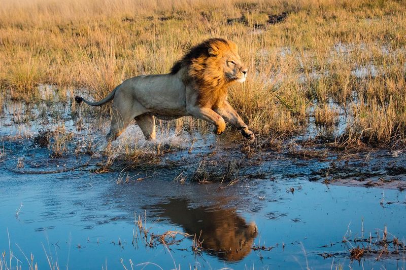 Lion Safari In Okavango Delta