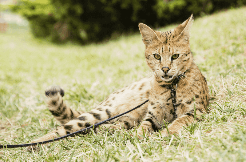 Savannah Cat (F1-F3 Generation)