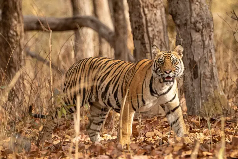 Bengal Tiger