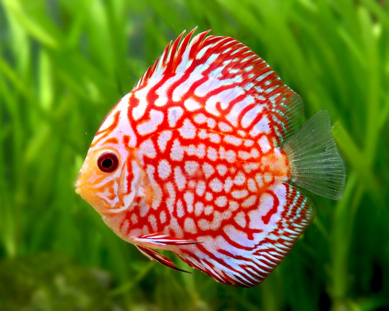 Discus Fish