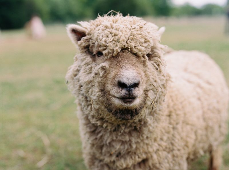 Woolly Lawn Mowers