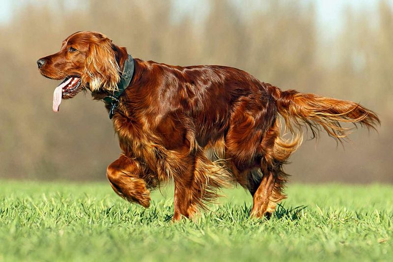 Red Irish Setter (Type)