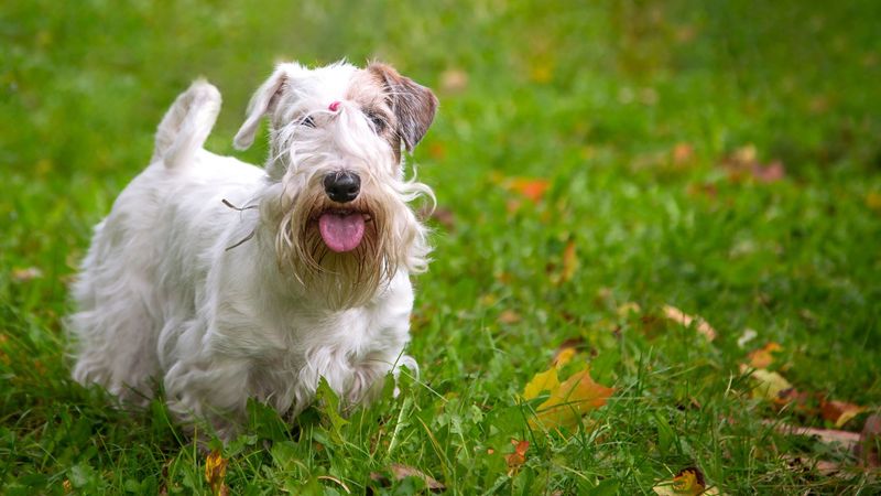 Sealyham Terriers: Hollywood's Forgotten Stars