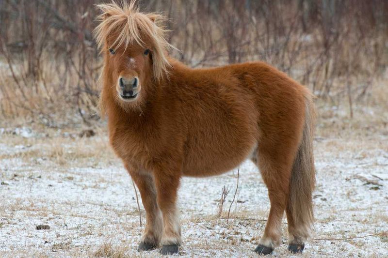 Shetland Pony: Pint-Sized Plodder