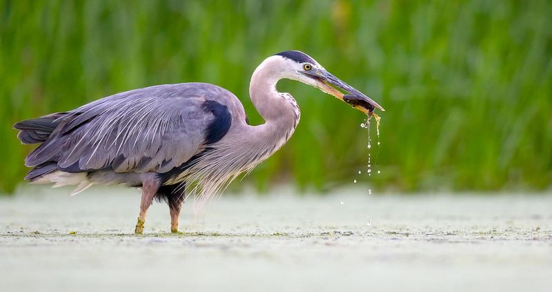 Wetland Birds Feast During Spring Amphibian Explosions