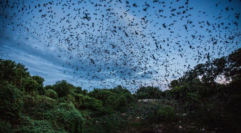 Night Sky Navigators: Fruit Bats