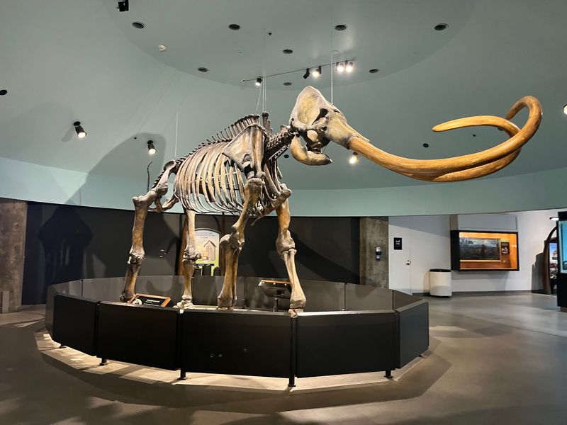Mammoth Discoveries At La Brea Tar Pits, California