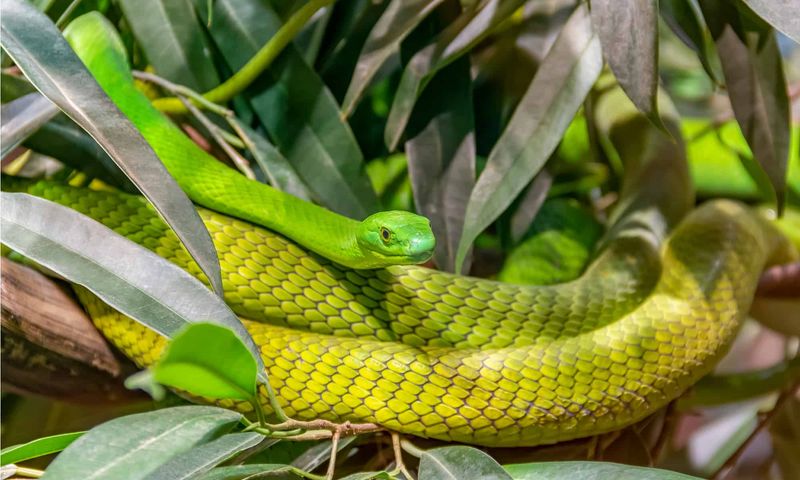 Western Green Mamba – The Arboreal Ambusher
