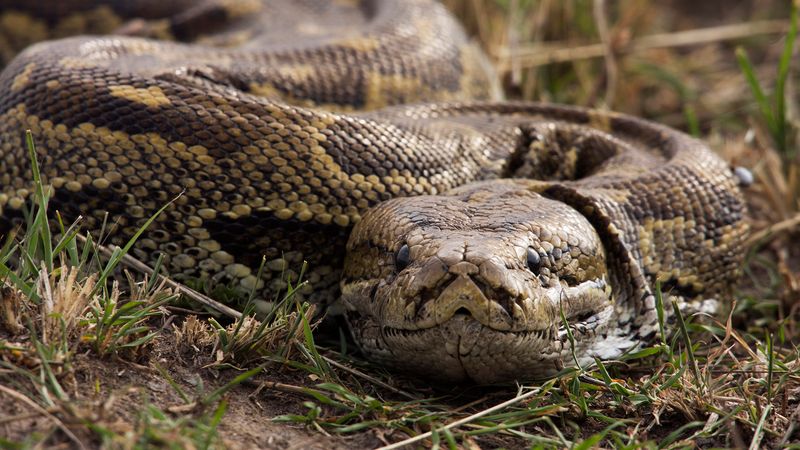African Rock Python: The Silent Stalker