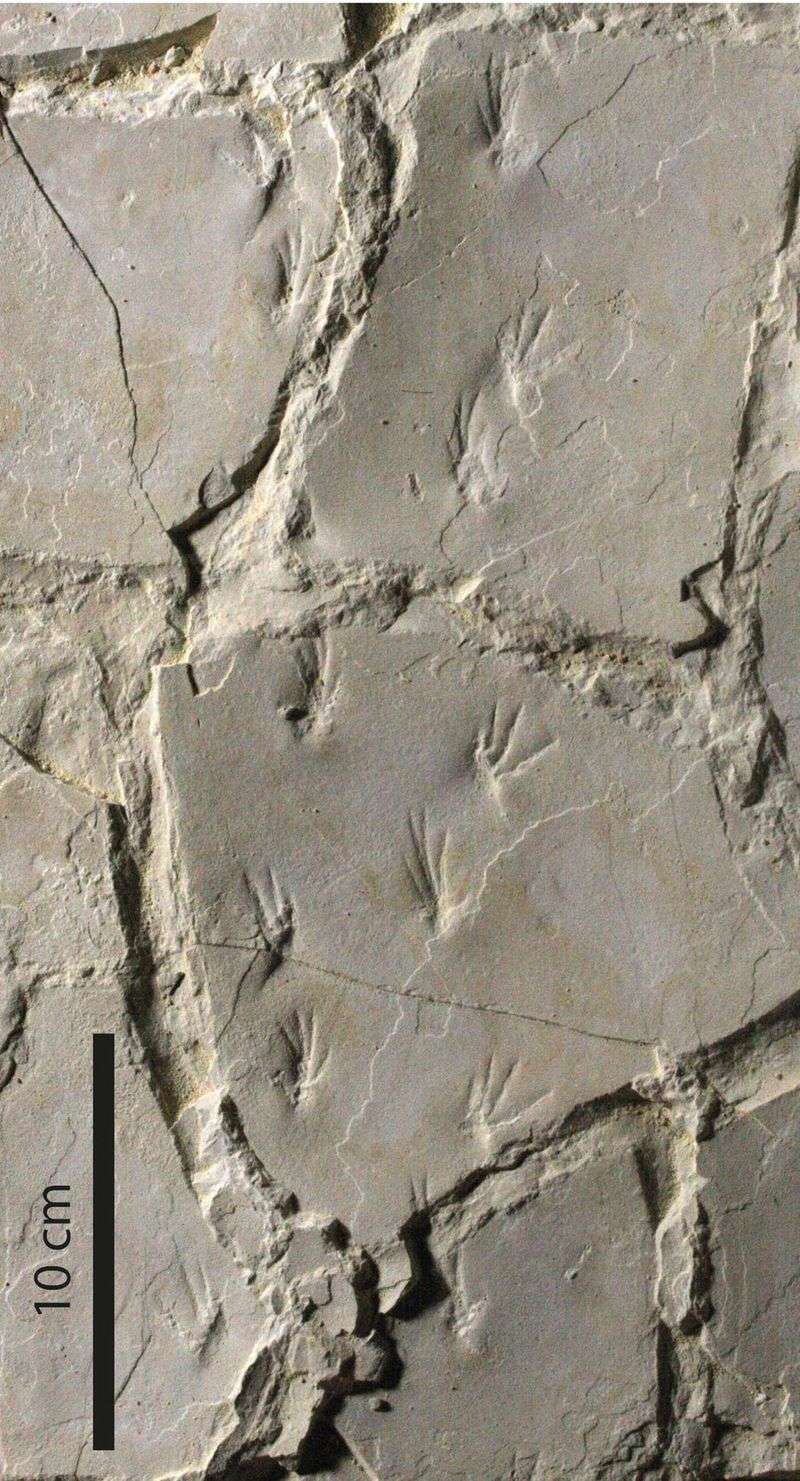 Dsungaripterids Left Behind Both Bones And Tracks