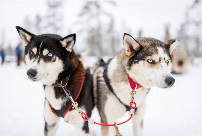 How Alaskan Huskies Get Along With Others