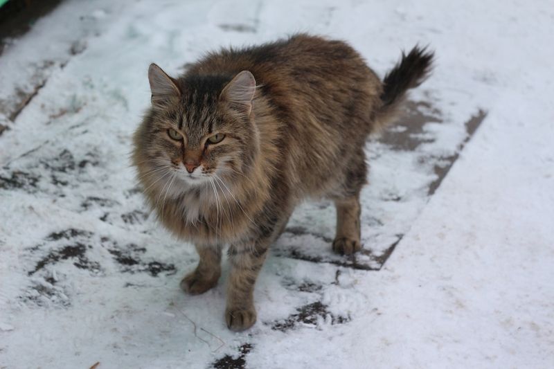 Seasonal Coat Changes