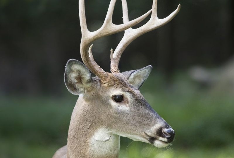 Antler Growth And Structure