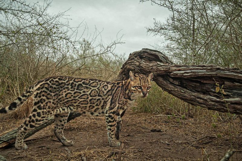 Ocelot Highway Through Border Gaps