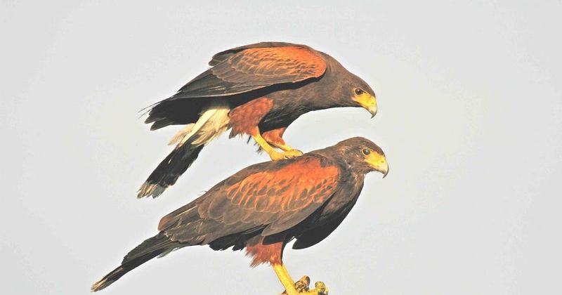 Harris's Hawks – The Wolf Packs Of The Sky