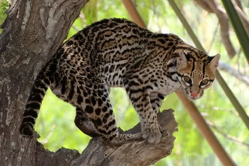Ocelots Sneak Through Texas