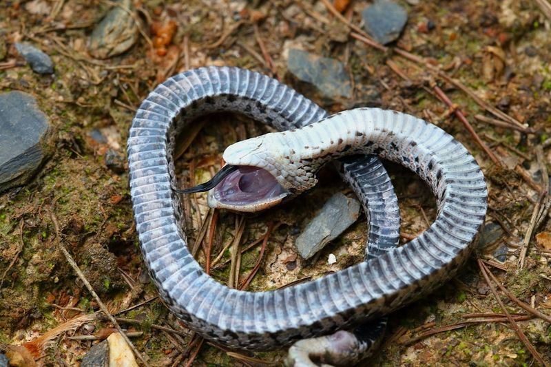 Hognose Snake's Oscar-Worthy Performance