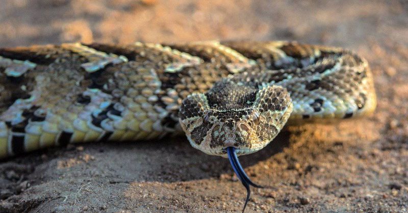 Puff Adders