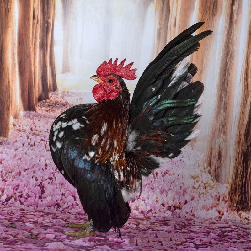 Serama Chickens