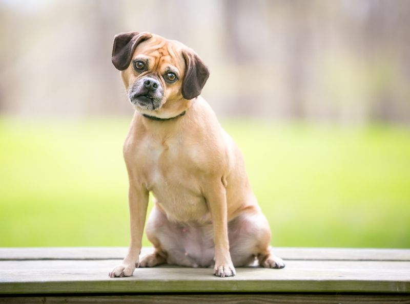 Puggle: The Charming Clown