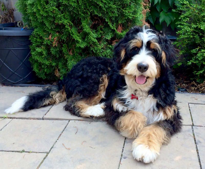 Bernedoodle