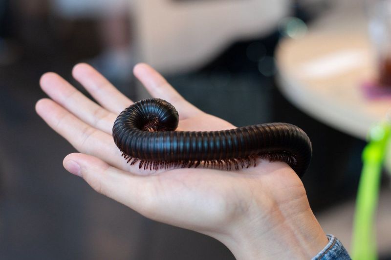 Millipedes – Gentle Giants Of The Invertebrate World