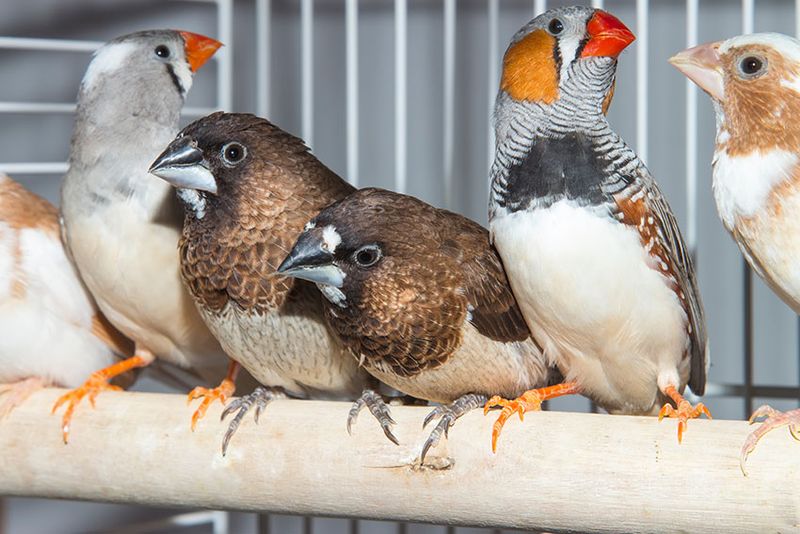 Finches Fade Without Friends