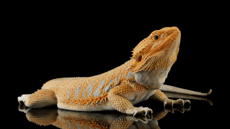 Bearded Dragons