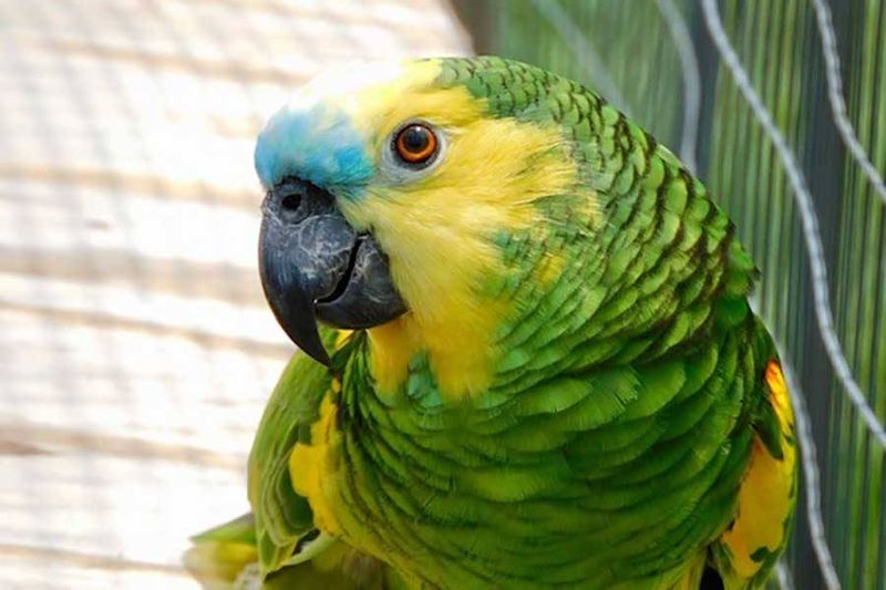 Blue-Fronted Amazon – The Natural Entertainer