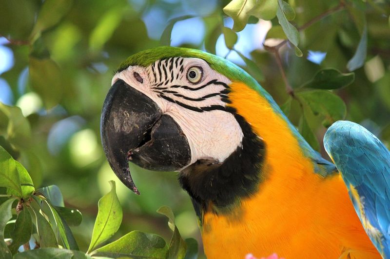 Macaws Mourn When Isolated