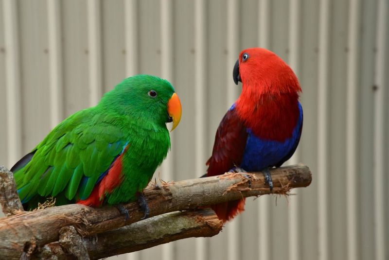Eclectus Parrot