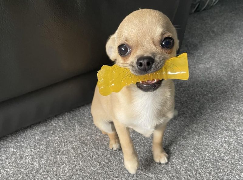 Chihuahua