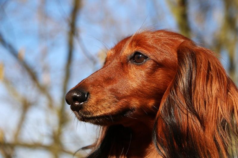 Dachshund