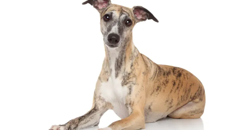 Whippet