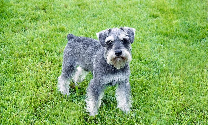 Miniature Schnauzers