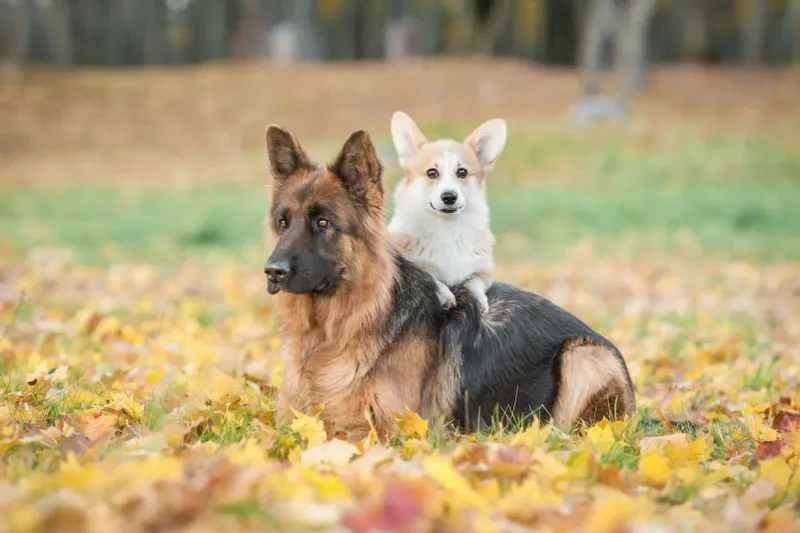 Corgi Confidence