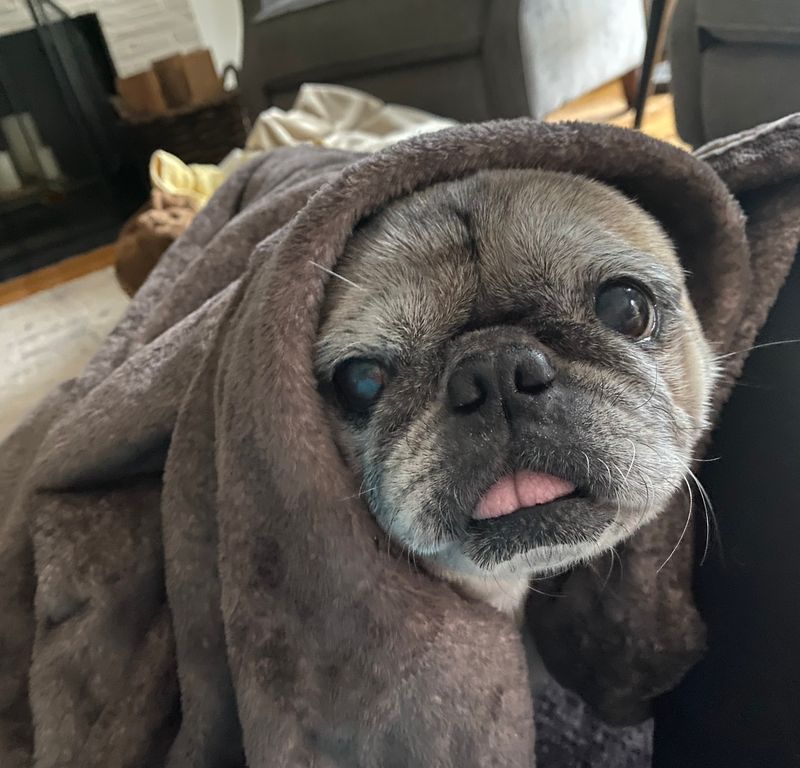 Pugs