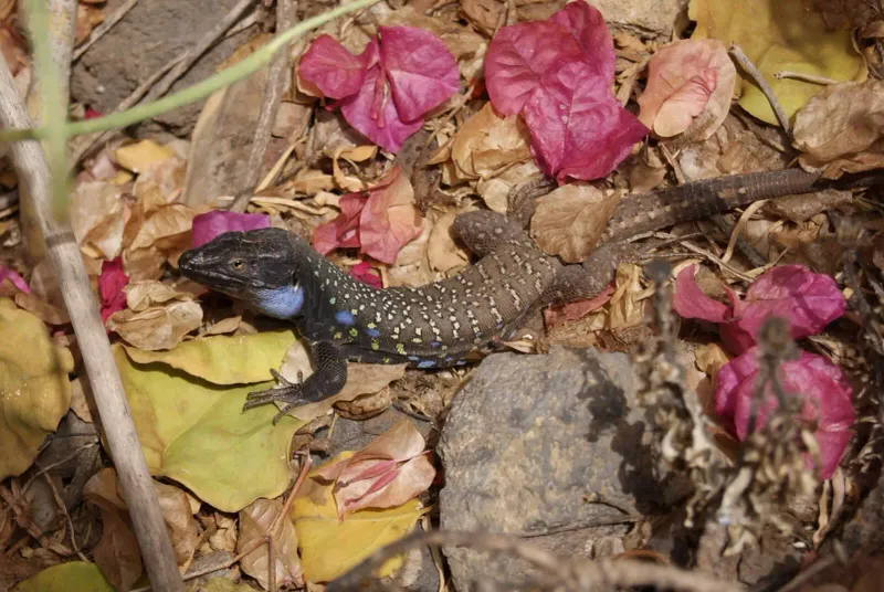 Lizards Lounging Among The Petals
