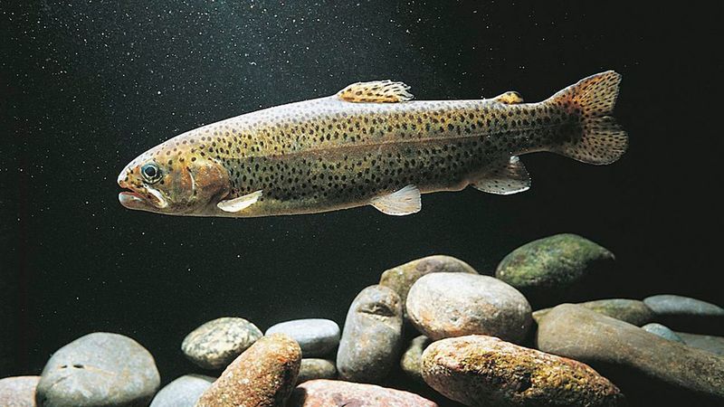 Lake Trout's Slow Growth