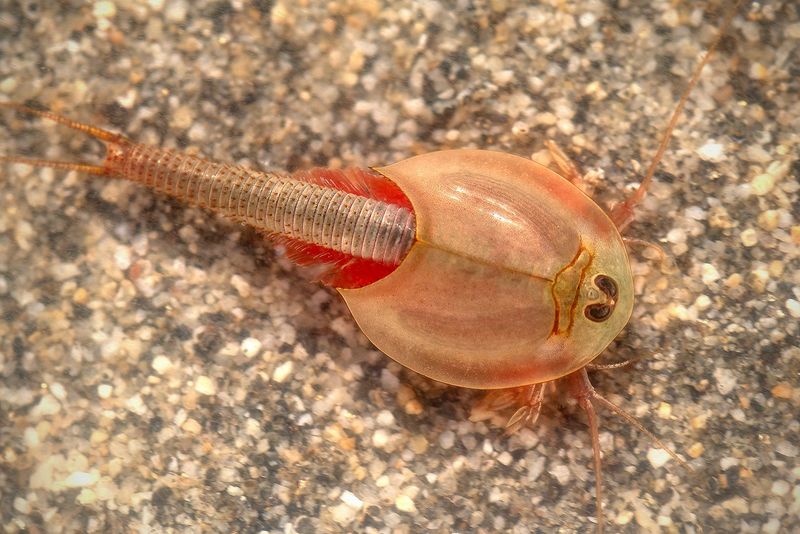 Tadpole Shrimp – Tiny Pool-Dwelling Survivors