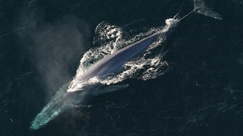 Omura's Whale